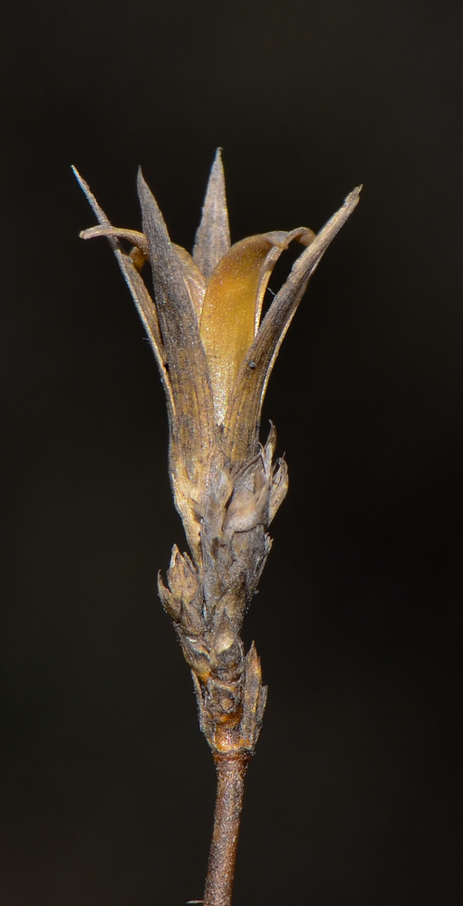 Изображение особи Dianthus strictus.