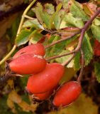 Rosa canina