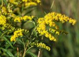 Solidago canadensis