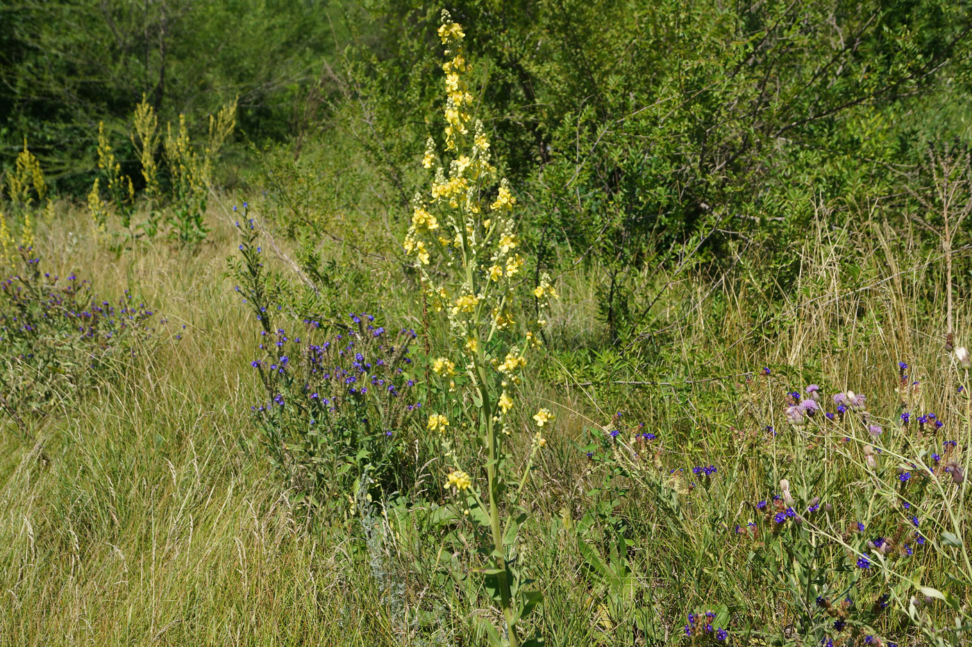 Изображение особи Verbascum lychnitis.