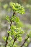 Caragana arborescens