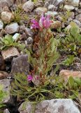 Pedicularis alopecuroides. Отцветающее растение. Якутия (Саха), Нерюнгринский р-н, окр. перевала Тит. 12.07.2016.