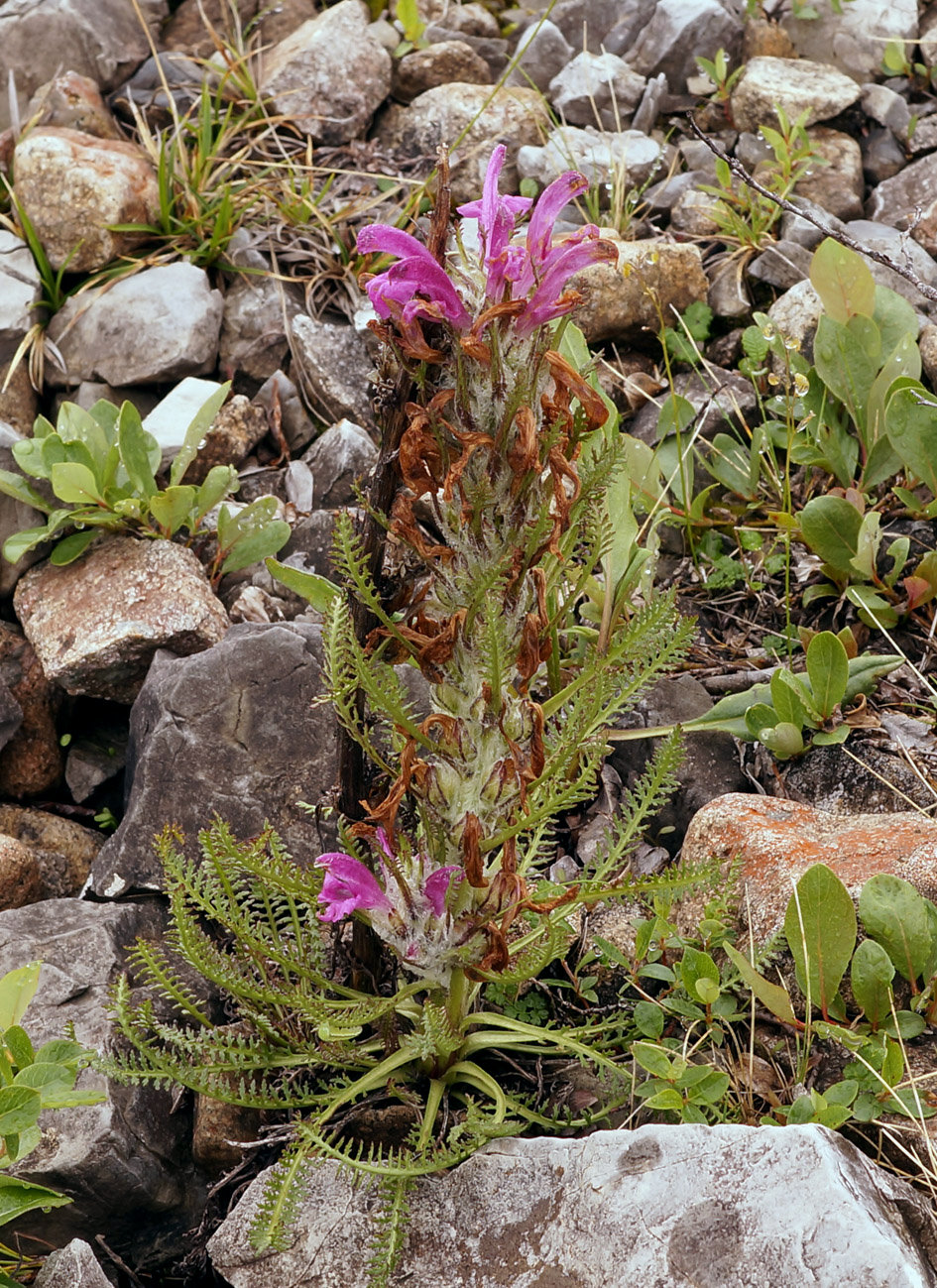 Изображение особи Pedicularis alopecuroides.