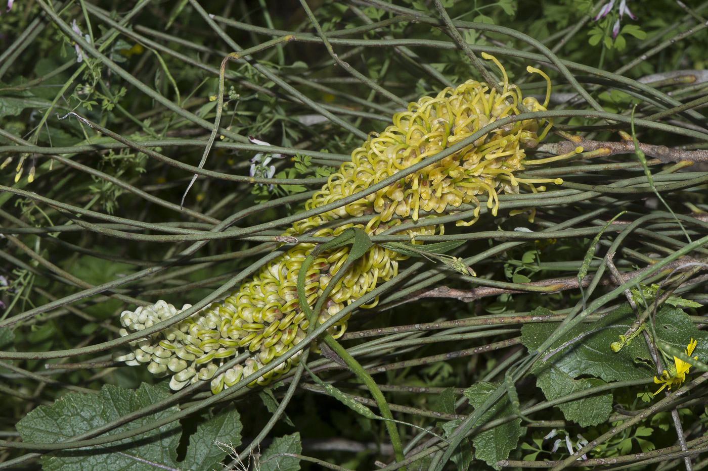 Изображение особи Hakea chordophylla.