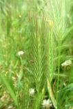 Hordeum murinum. Соплодие с сидящим клопом. Беларусь, Минская обл., Минский р-н, г. пос. Мачулищи, заросли сорных растений за жилым домом. 10.06.2017.