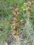 Asphodeline lutea