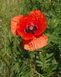 Papaver rhoeas