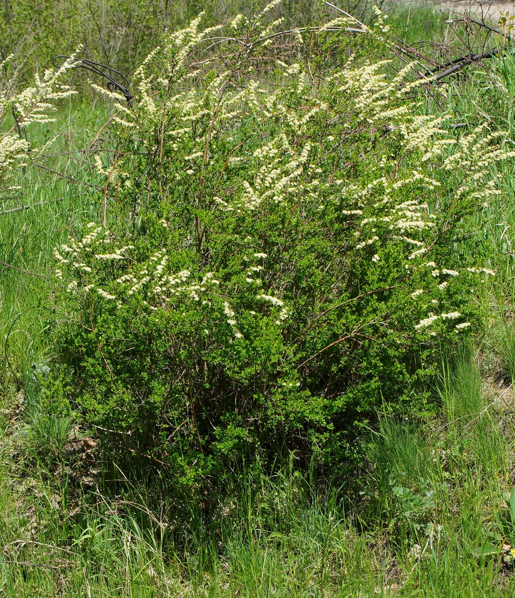 Изображение особи Spiraea hypericifolia.