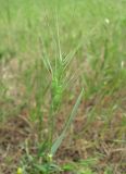 Aegilops ovata