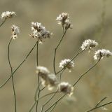 Limonium dichroanthum