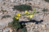 род Verbascum. Цветущее растение. Крым, гора \"Ай-Петри\", лесостепь. 21.09.2018.