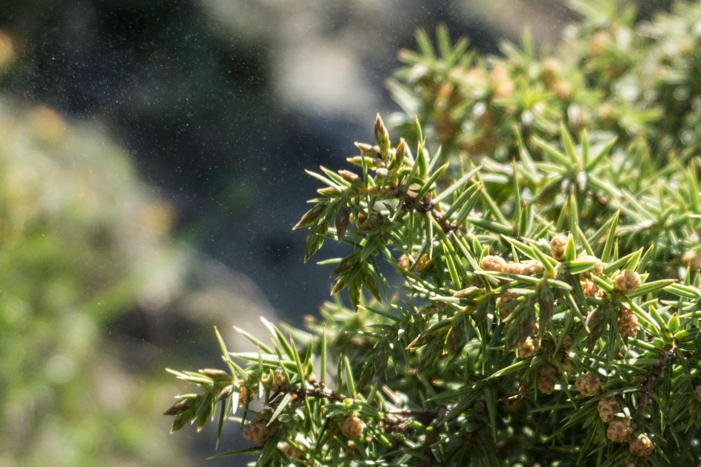 Изображение особи Juniperus deltoides.