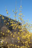 Cornus mas