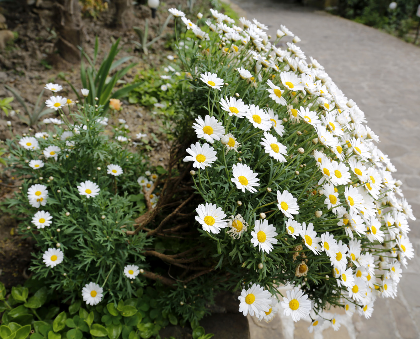 Изображение особи Argyranthemum frutescens.