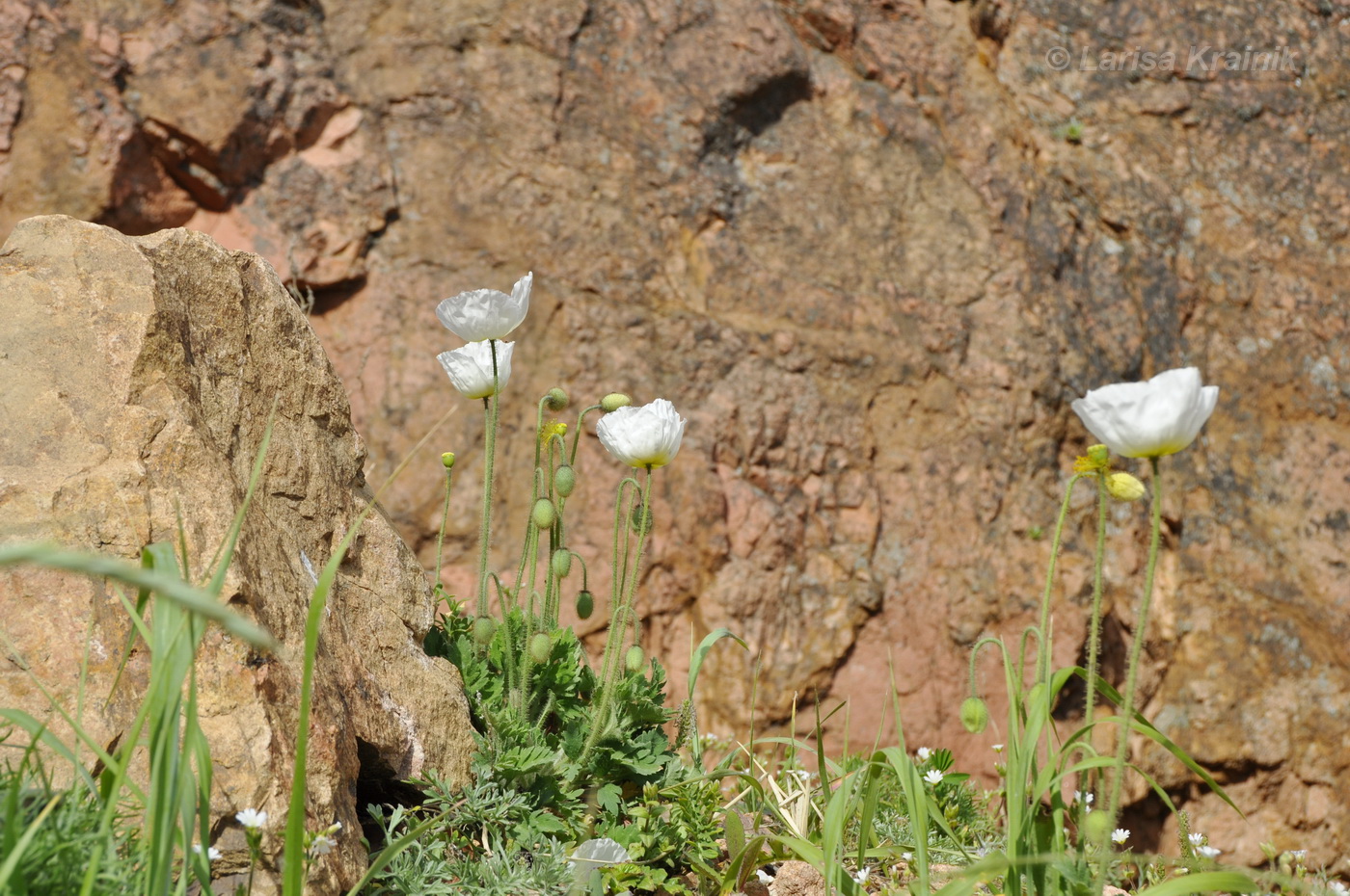 Image of Papaver sokolovskajae specimen.