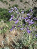 Teucrium orientale