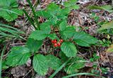 Rubus saxatilis