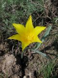 Tulipa altaica