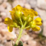 Alyssum oschtenicum. Верхушка побега с соцветием. Кавказский биосферный заповедник, северо-восточный склон горы Оштен, ≈ 2500 м н.у.м., альпийская пустошь. 18.07.2015.