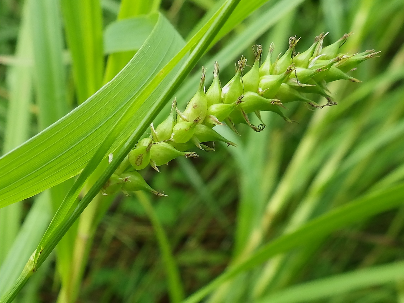 Изображение особи Carex sordida.