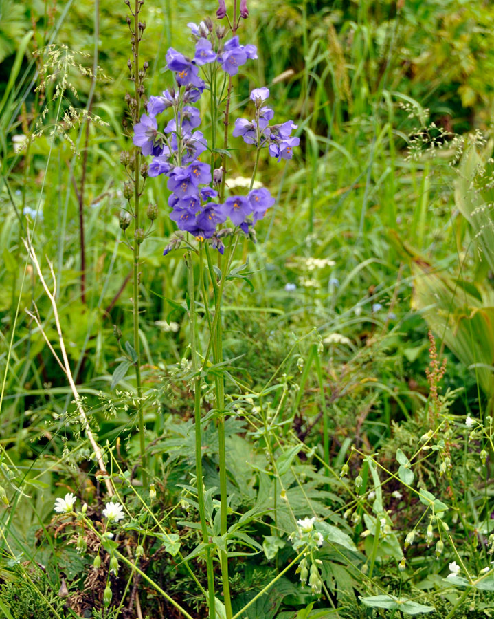 Image of Polemonium caucasicum specimen.