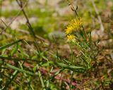 Galatella biflora