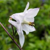 Aquilegia vulgaris. Цветок. Свердловская обл., окр. г. Североуральск, дачный участок. 01.07.2020.