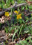 Tulipa biebersteiniana. Цветущие растения. Самарская обл., Жигулёвский заповедник, гора Стрельная, опушка лиственного леса. 02.05.2021.