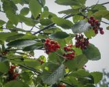 Sorbus colchica. Часть плодоносящей веточки в каплях дождя. Москва, ГБС РАН, дендрарий. 30.08.2021.