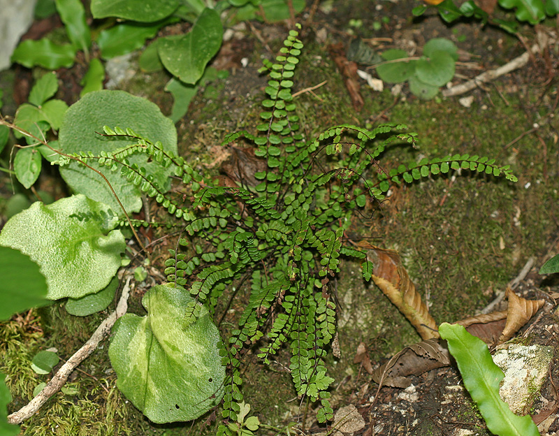 Изображение особи Asplenium trichomanes.