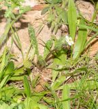 Anchusa aegyptiaca