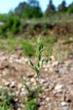 Bromus hordeaceus