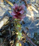 genus Epilobium