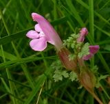 Pedicularis sylvatica