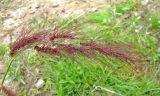 Echinochloa tzvelevii