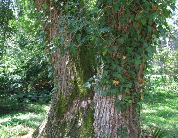 Image of Cinnamomum camphora specimen.