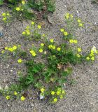 Potentilla canescens