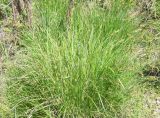 Carex cespitosa. Цветущее растение. Оренбургская обл., Губерлинские горы, долина р. Ижбалган, берег ручья. 22.05.2011.