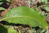 Verbascum lychnitis. Лист. Ростовская обл., Неклиновский р-н, Носовское с/п, Камышовая балка. 04.08.2012.