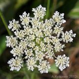 Daucus carota. Соцветие. Ростовская обл., Неклиновский р-н, Троицкое с/п, дол. р. Миус. 31.07.2012.