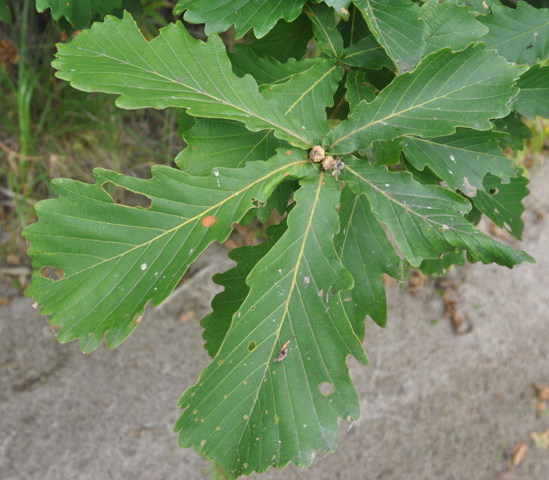 Изображение особи Quercus mongolica.