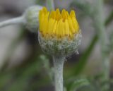 Anthemis tinctoria