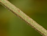 Achyranthes variety sicula