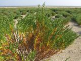 Salicornia perennans