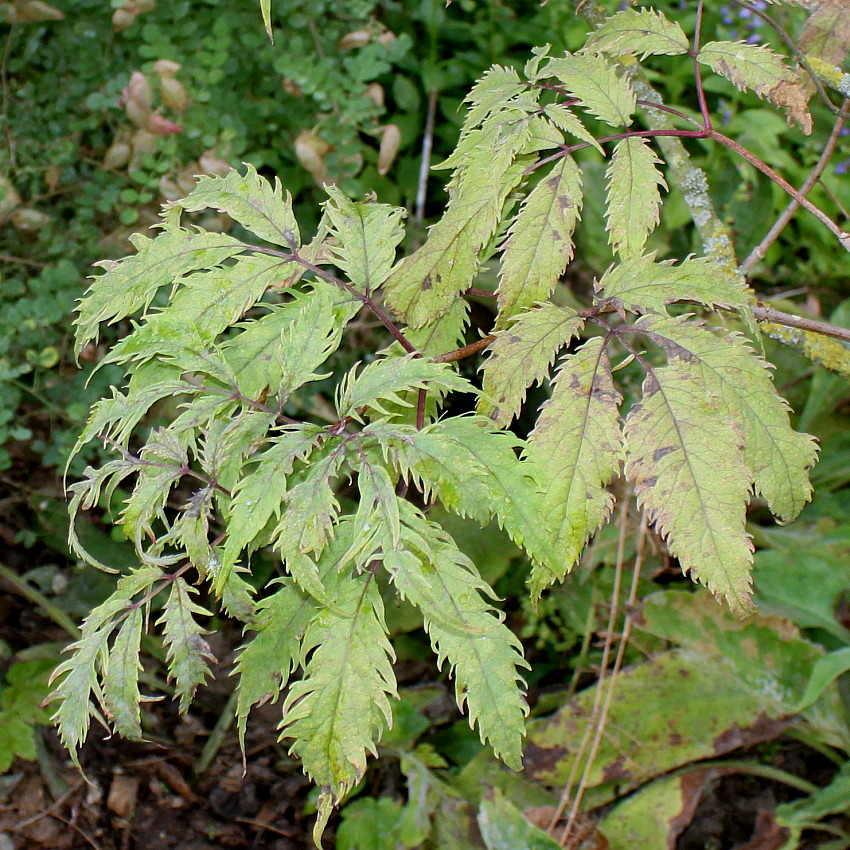 Image of Sambucus racemosa specimen.