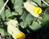 Primula macrocalyx. Цветки. Краснодарский край, плато Лагонаки. 28.04.2013.