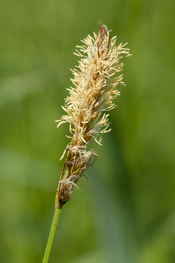 Изображение особи Carex disticha.