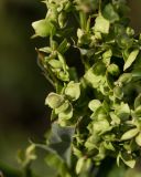 Atriplex sagittata