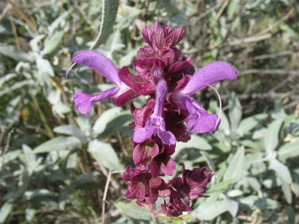 Изображение особи Salvia canariensis.