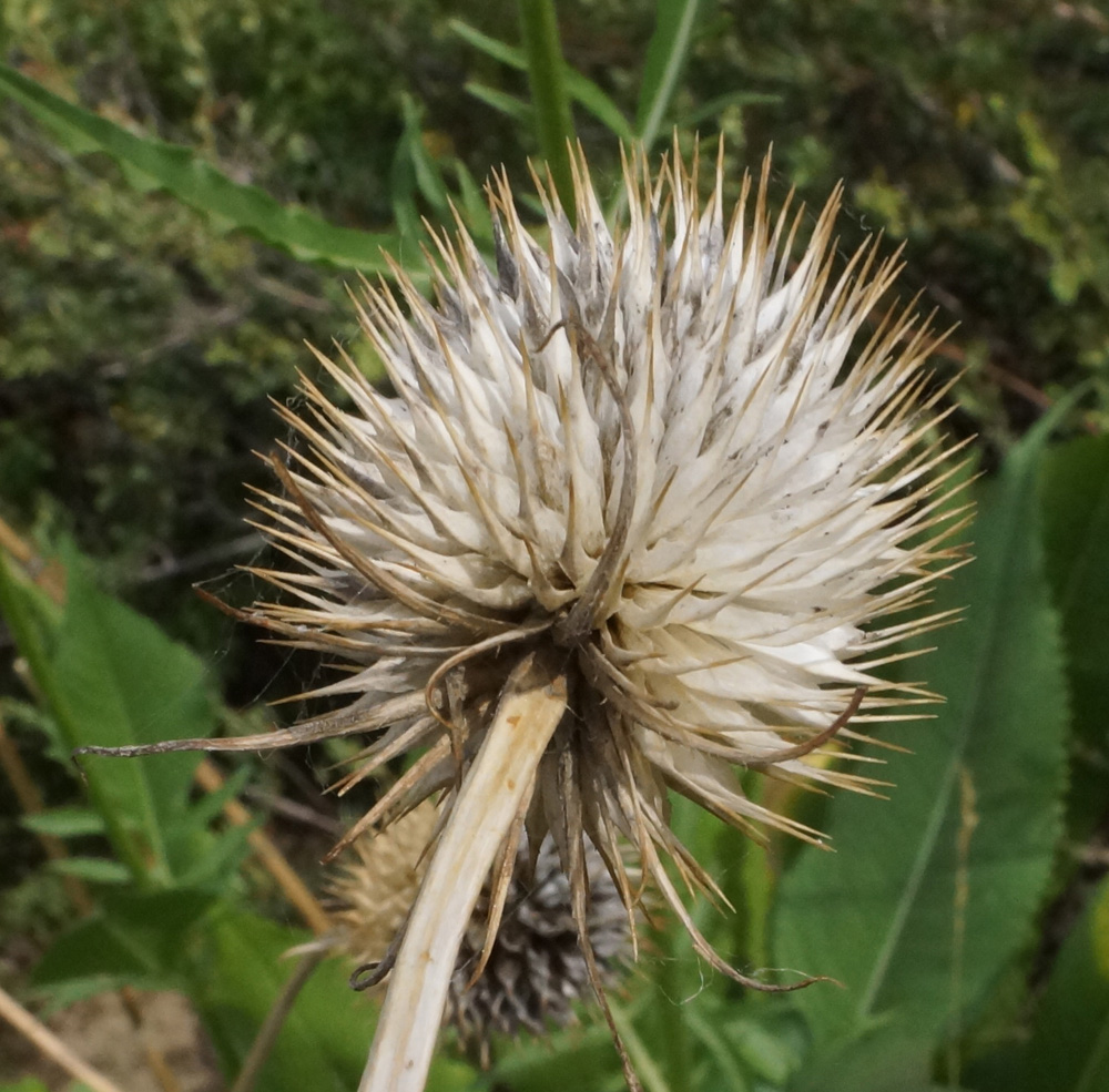 Изображение особи Dipsacus dipsacoides.